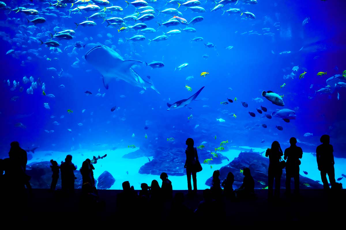 aquarium